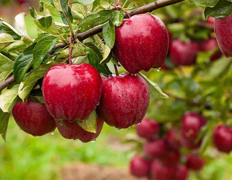 pomegranate